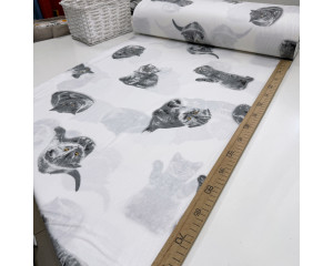 Ранфорс котята серые